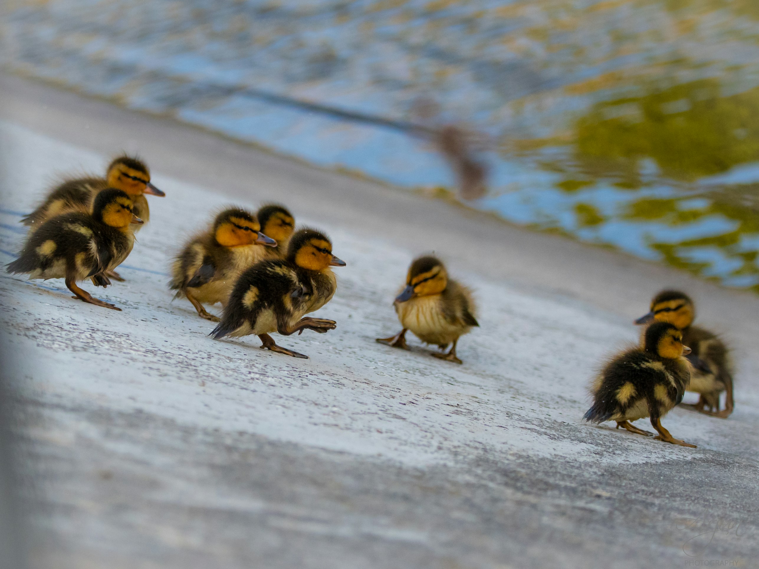 Ducklings waddling along the edge of the water