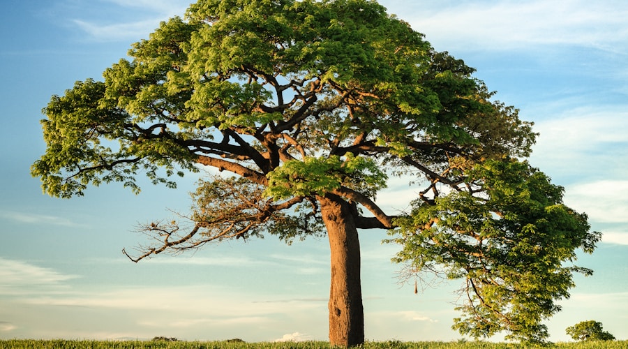 Massive old tree with spreading canopy in a sunlit park