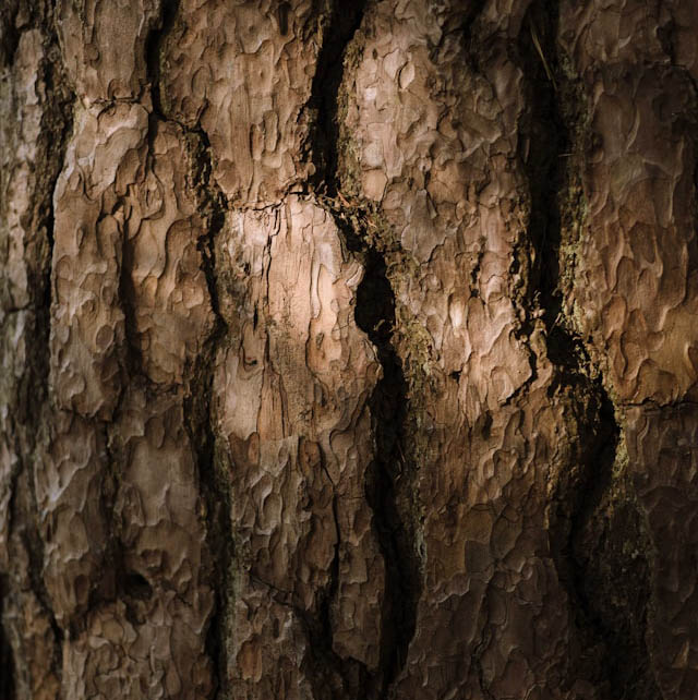 Close-up of tree bark texture