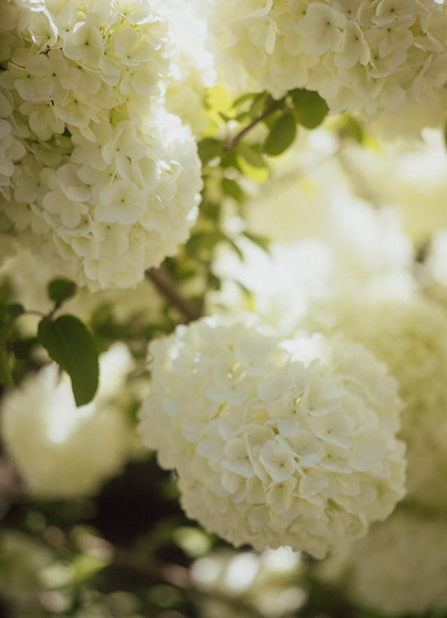 White hydrangea flower clusters