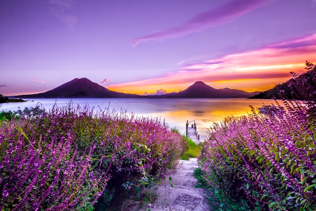 Sunset over lake with purple flowers