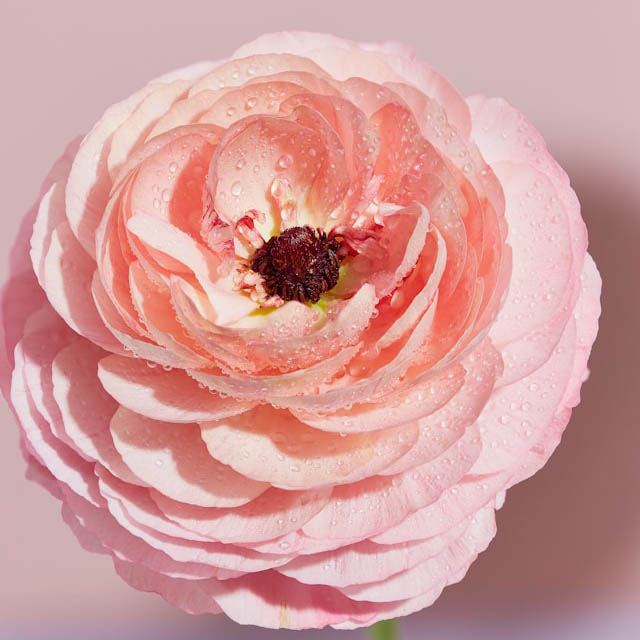 Pink ranunculus flower with water droplets
