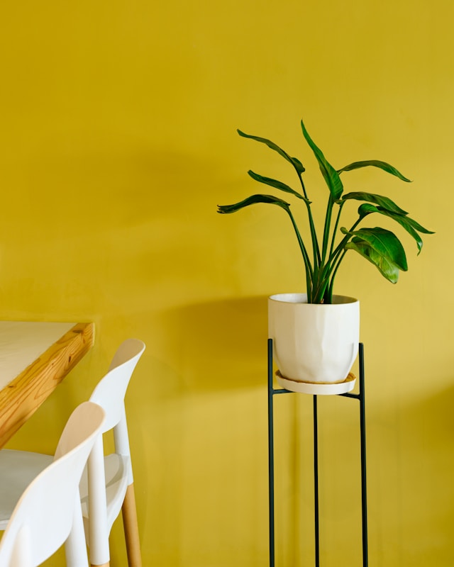 Potted plant on stand against yellow wall